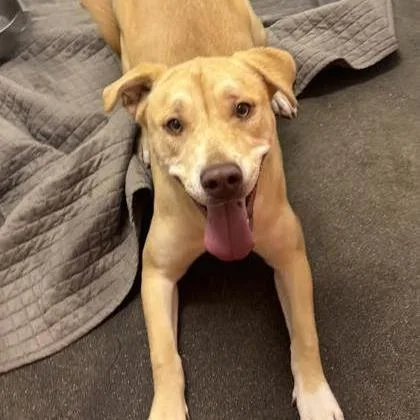 An adult medium-sized female Golden Mixed Breed dog named Stevie for adoption in Spokane, WA