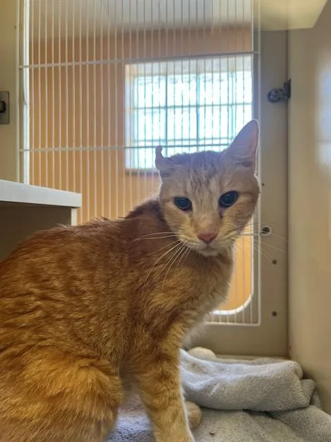 A senior extra large-sized male Domestic Short Hair cat named Heathcliff for adoption in Thousand Palms, CA