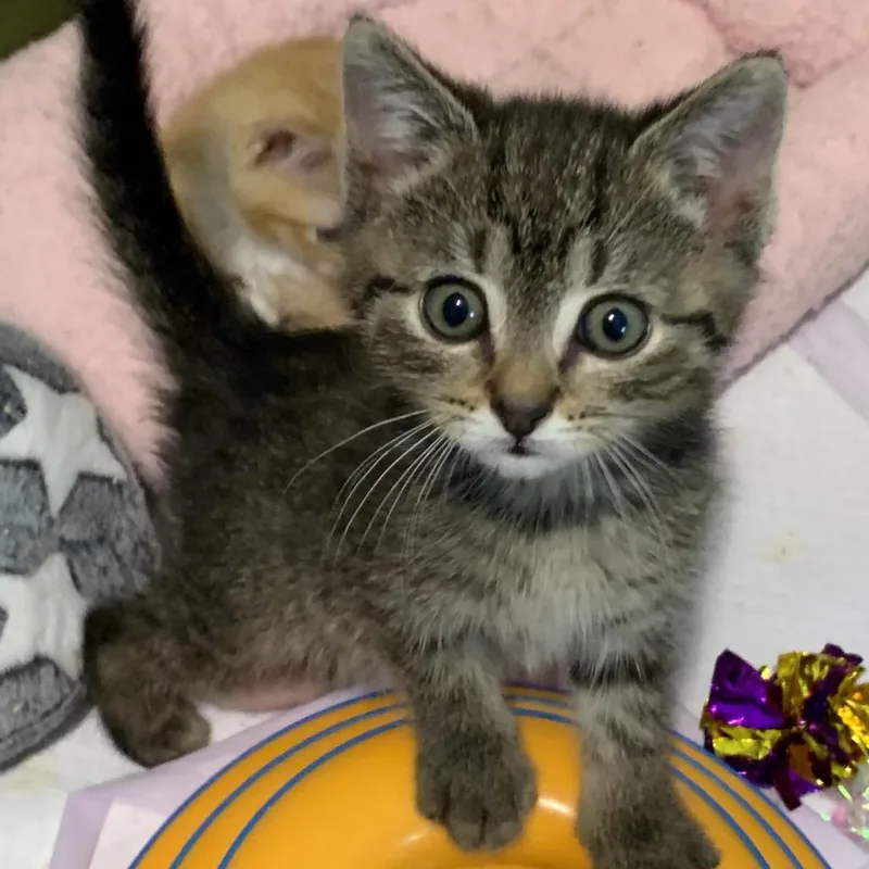 A baby small-sized male Black Domestic Short Hair cat named Rock for adoption in Keizer, OR