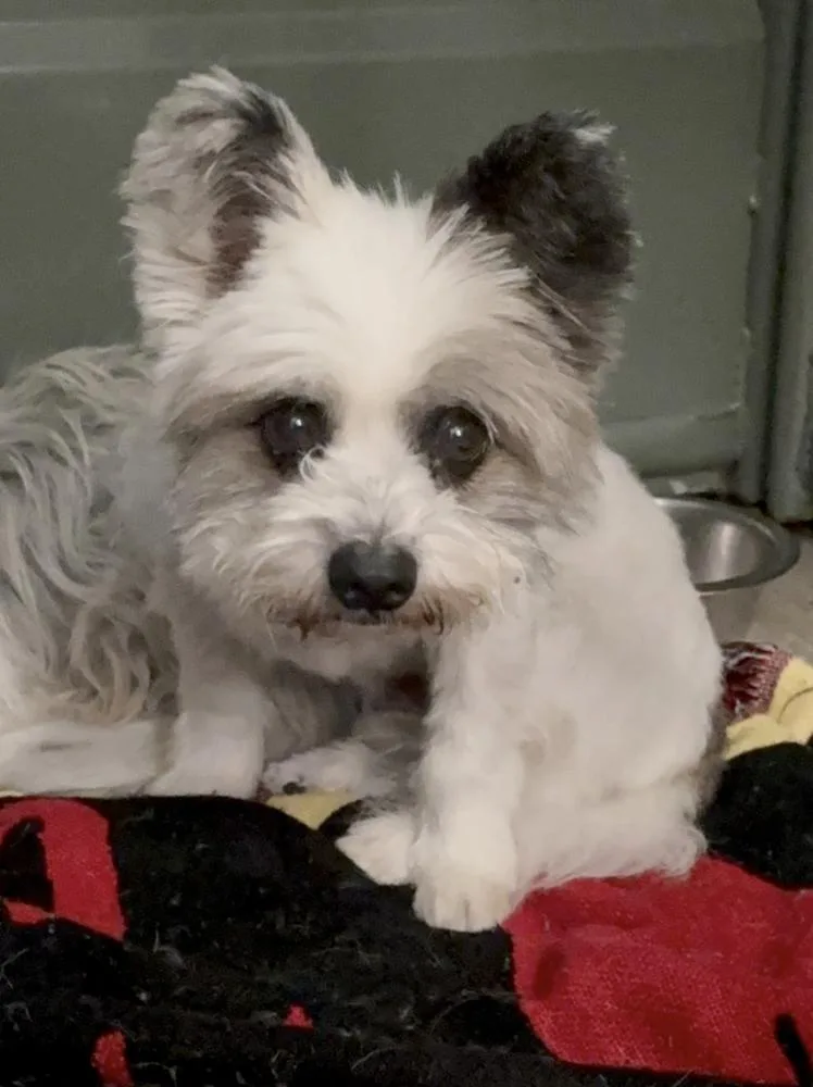 A young small-sized female Tricolor (Brown, Black, & White) Maltese dog named Tanya for adoption in Manhattan, NY