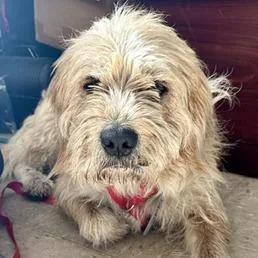 An adult medium-sized male Yellow / Tan / Blond / Fawn Poodle dog named Jimmy for adoption in Shinnston, WV