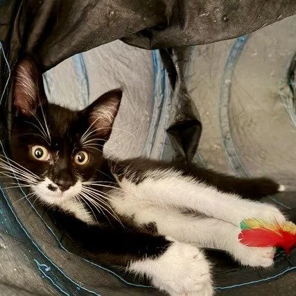 A young medium-sized male Tuxedo cat named Oreo for adoption in Flushing, NY
