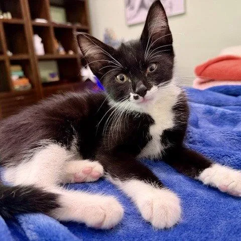 Oreo thumbnail 3