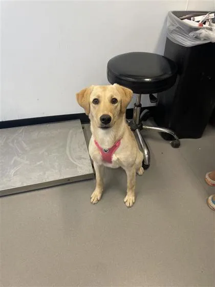 An adult small-sized female Mixed Breed dog named Cardi for adoption in West Chester, PA