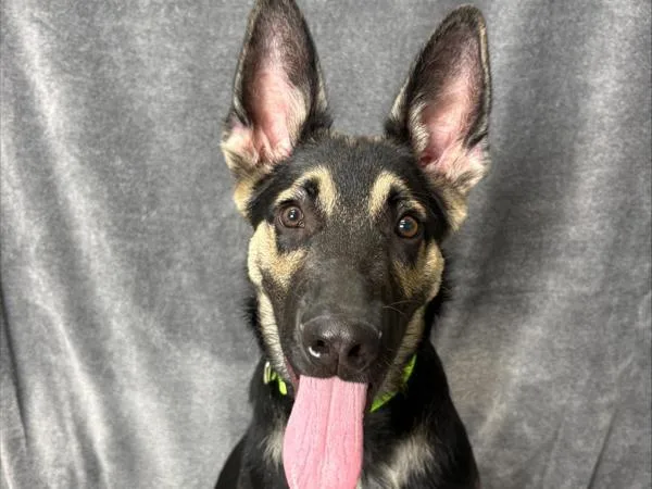 A young medium-sized male German Shepherd Dog dog named Magnus for adoption in Portland, OR