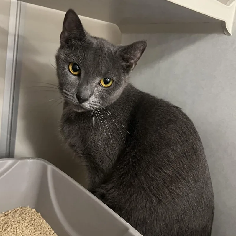 An adult medium-sized female Gray / Blue / Silver Domestic Short Hair cat named Dulce for adoption in Fairport, NY