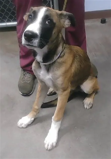 A young large-sized male German Shepherd Dog dog named Mickey for adoption in Phoenix, AZ