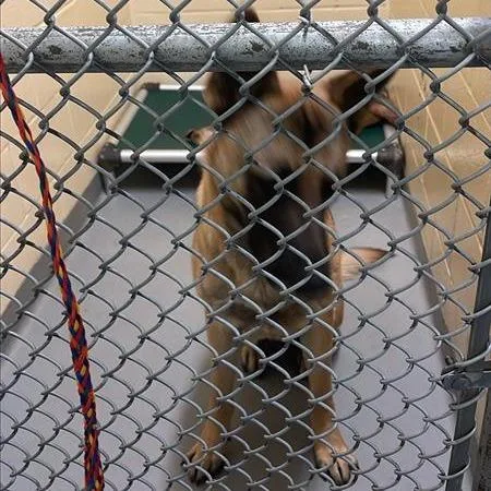 A young large-sized male Black German Shepherd Dog dog named Fidget for adoption in Tacoma, WA