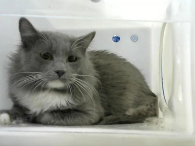 An adult medium-sized male Domestic Short Hair cat named Scruffy for adoption in Albuquerque, NM