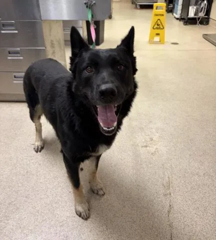 An adult large-sized male German Shepherd Dog dog named Crew for adoption in Riverside, CA