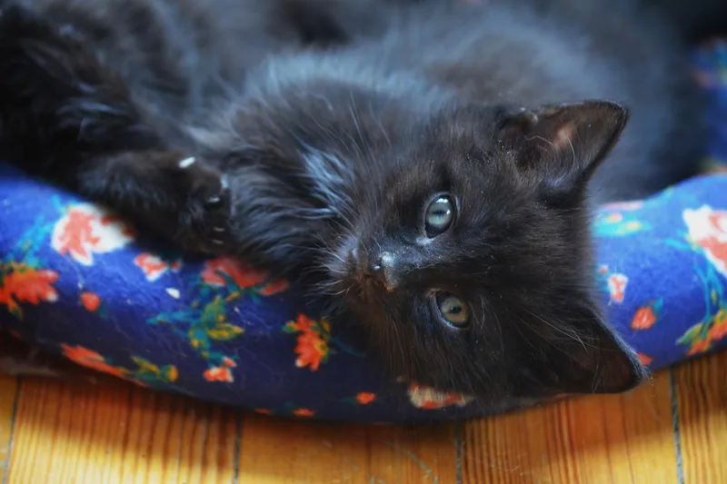 A baby medium-sized male Domestic Short Hair cat named Apollo for adoption in South Orange, NJ