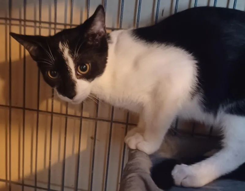 A baby medium-sized male Black & White / Tuxedo Domestic Short Hair cat named Comet for adoption in Jacksonville, FL