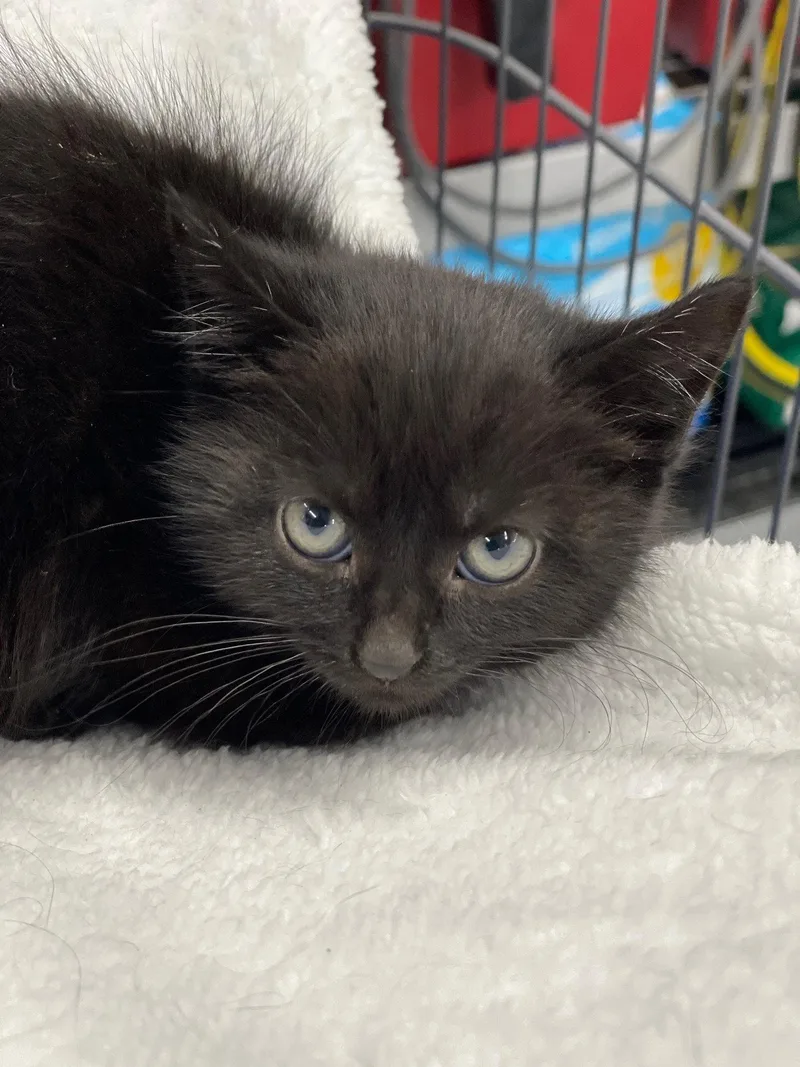 A baby medium-sized female Black Domestic Short Hair cat named Atlas for adoption in Island Lake, IL