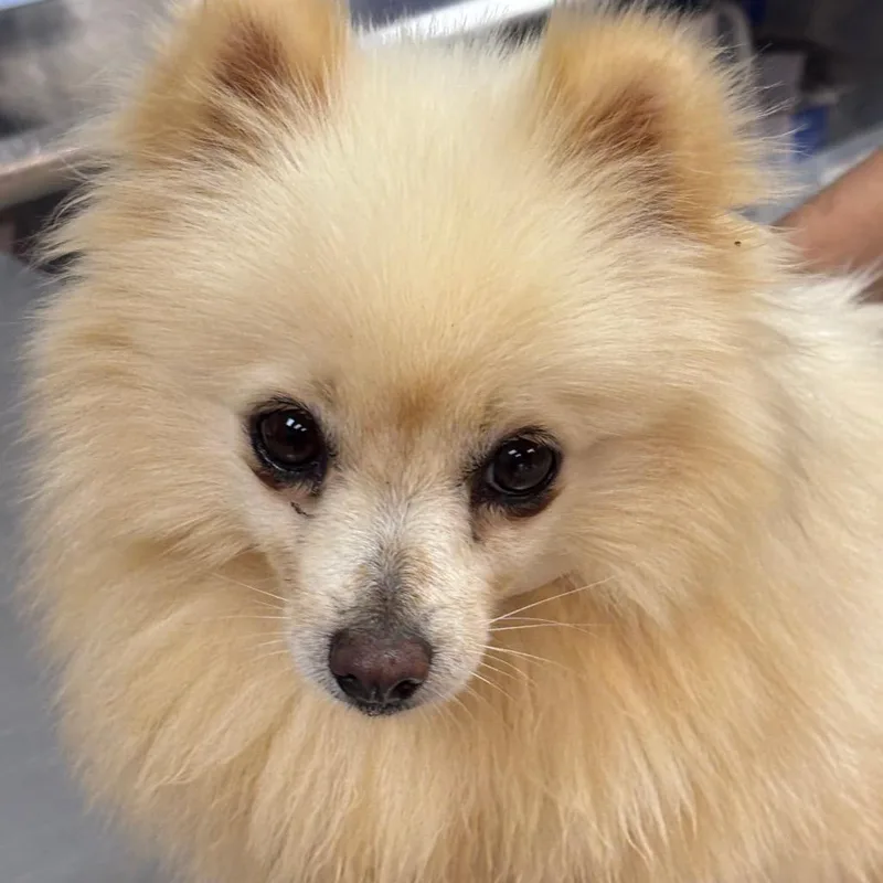An adult small-sized female Yellow / Tan / Blond / Fawn Pomeranian dog named Snowflake for adoption in Alexandria, VA