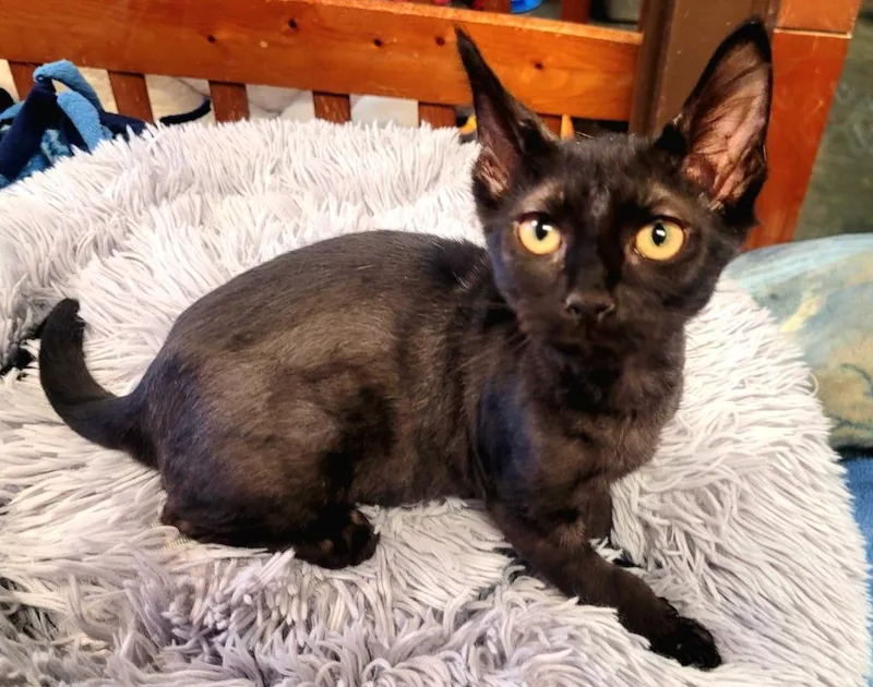 A baby medium-sized female Domestic Short Hair cat named Bonnie for adoption in Wintersville, OH