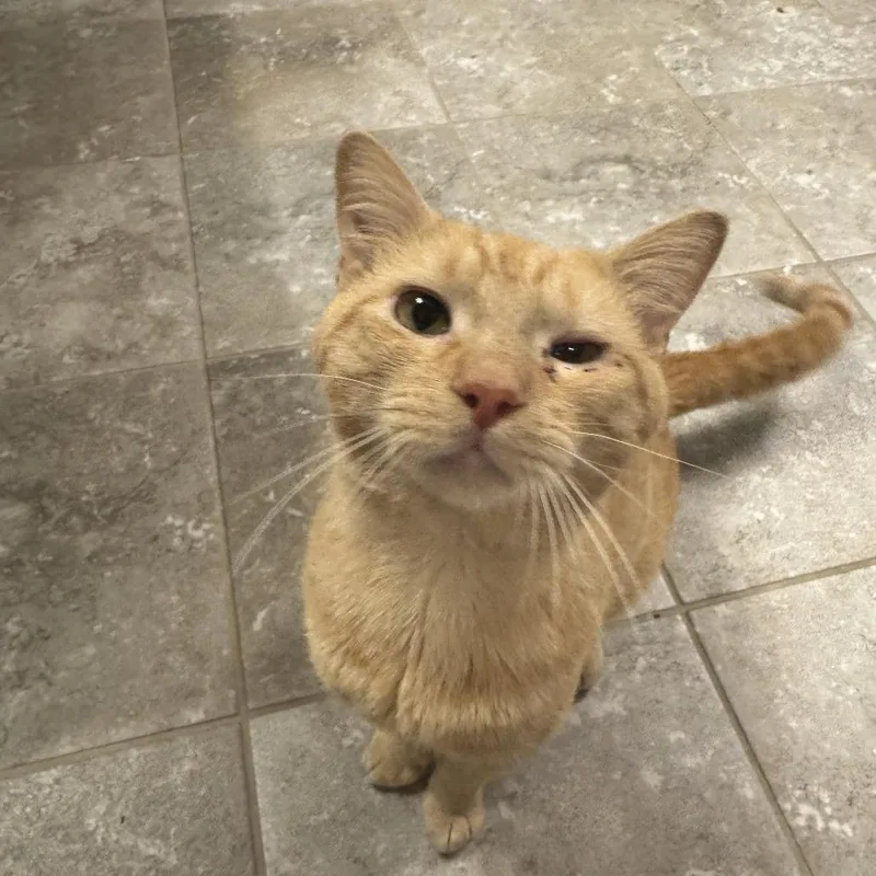 An adult small-sized male Domestic Short Hair cat named P.w. for adoption in Fairfax, VA