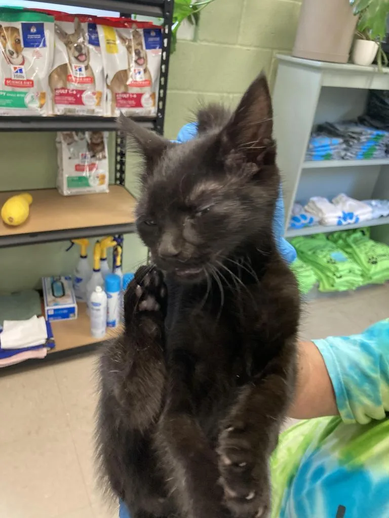 A baby medium-sized male Domestic Short Hair cat named Elmo for adoption in Burnsville, NC