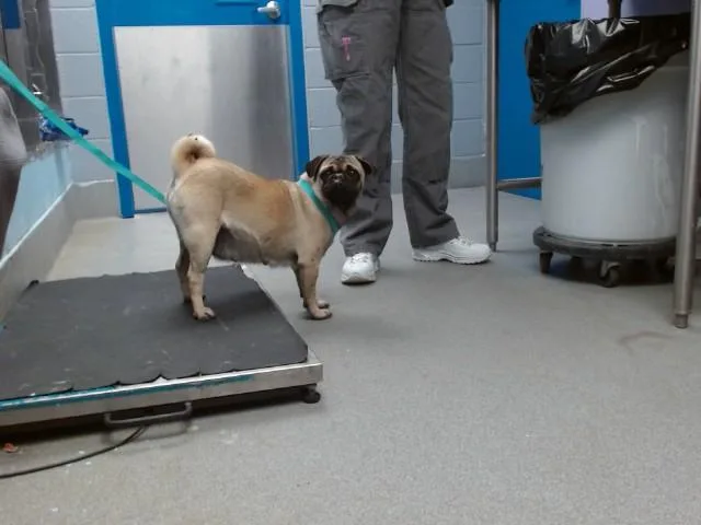 An adult small-sized female Pug dog named Sarai for adoption in Albuquerque, NM