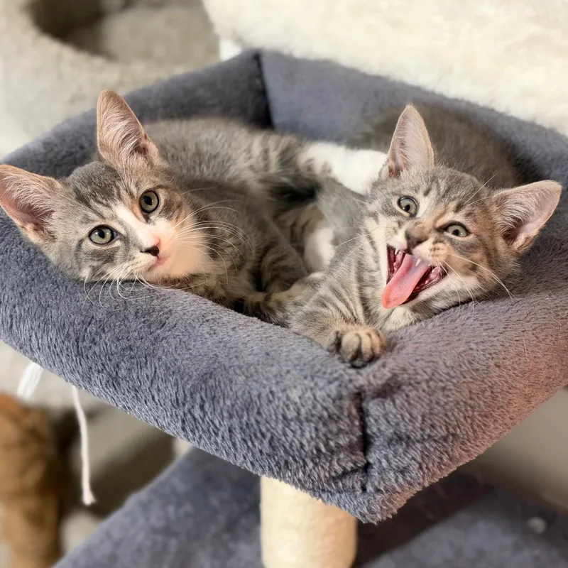 A baby medium-sized female Domestic Short Hair cat named Karissa and Kai N. for adoption in New York, NY