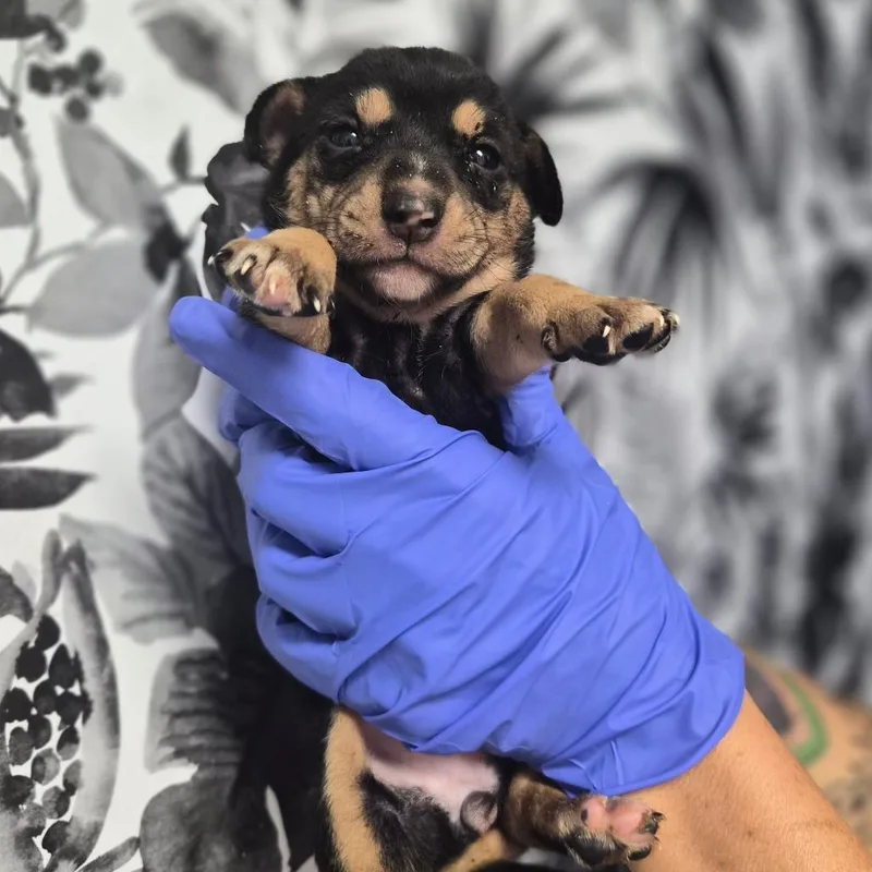 A baby small-sized female Shepherd dog named Wanda for adoption in Wahiawa, HI