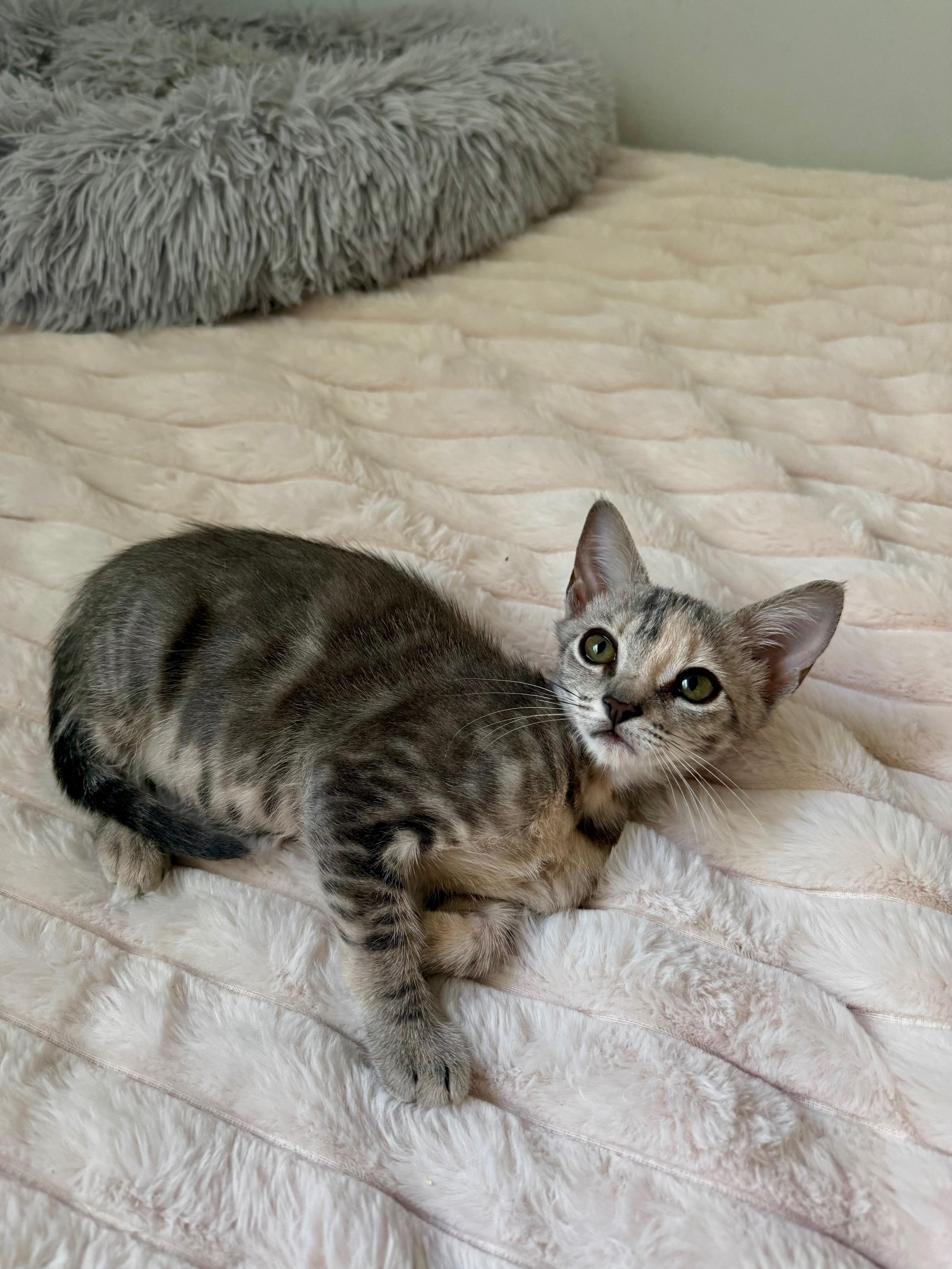 A baby small-sized female Dilute Tortoiseshell Domestic Short Hair cat named Sasha for adoption in Boca Raton, FL