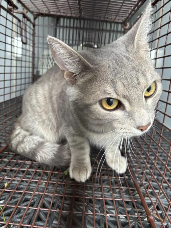 A young small-sized female Domestic Short Hair cat named Maddy for adoption in Hagerstown, MD