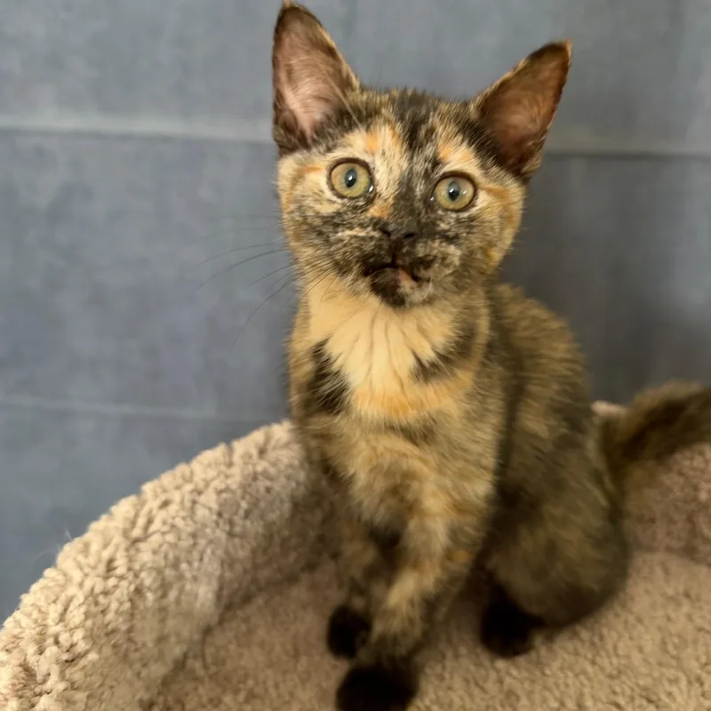 A baby medium-sized female Tortoiseshell Domestic Short Hair cat named Starry for adoption in Wilmington, OH
