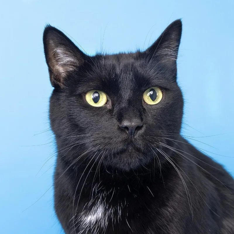 A senior extra large-sized male Black Extra-Toes Cat / Hemingway Polydactyl cat named Binx for adoption in Franklin, TN