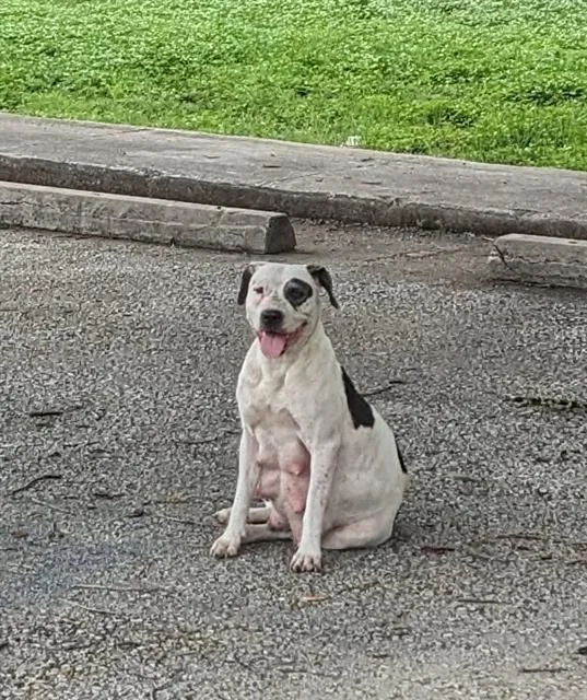 An adult medium-sized female American Staffordshire Terrier dog named A for adoption in San Antonio, TX