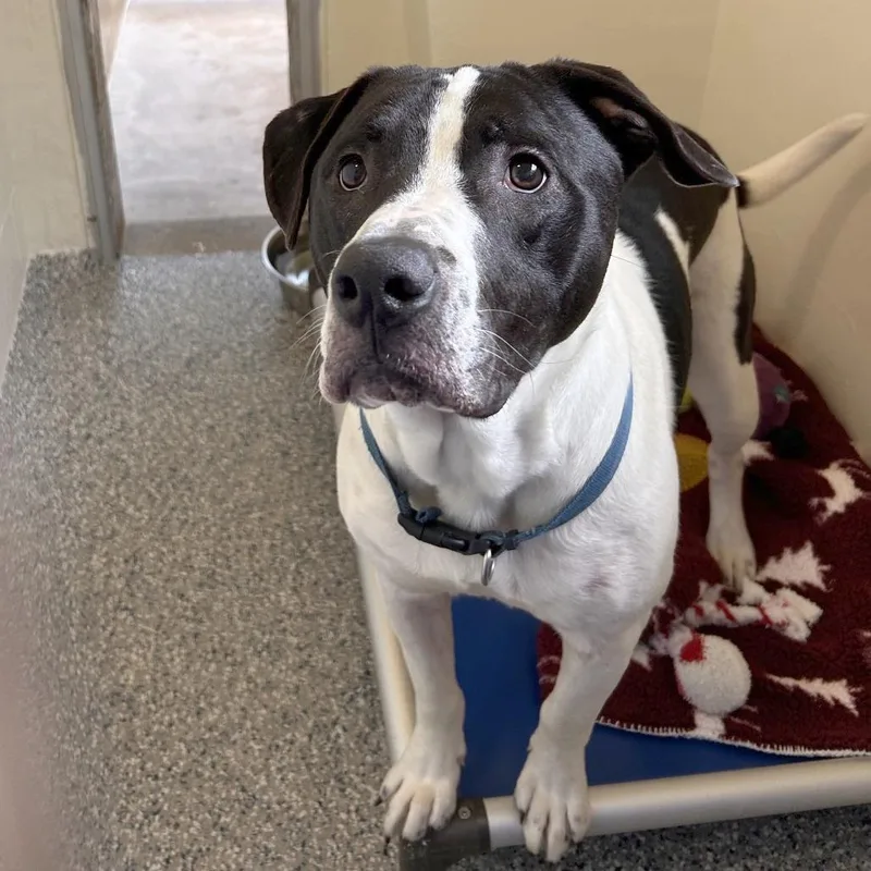 A young medium-sized male White / Cream Mixed Breed dog named Alfalfa for adoption in Hendersonville, NC