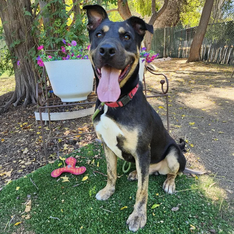 An adult large-sized male Black Rottweiler dog named Simba for adoption in Burbank, CA