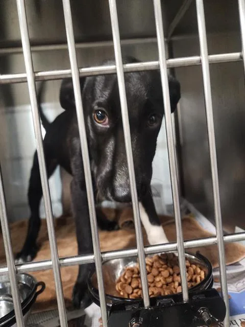 A baby small-sized male Labrador Retriever dog named Artemis Fowl for adoption in Bakersfield, CA