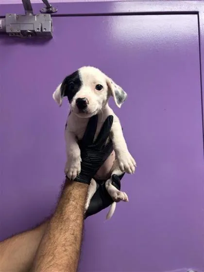 A baby small-sized female Black Mixed Breed dog named 61384012 for adoption in El Paso, TX