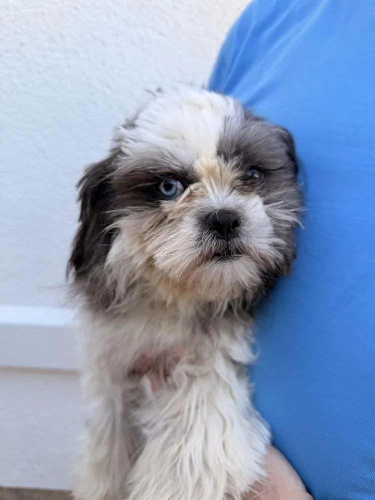A young small-sized female Tricolor (Brown, Black, & White) Shih Tzu dog named Raye for adoption in Richmond, TX