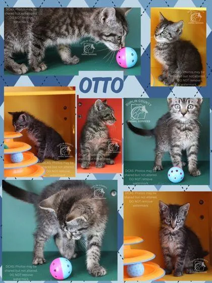 Otto