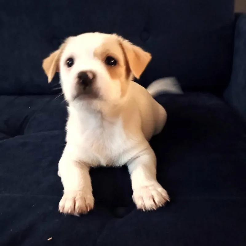 Scout