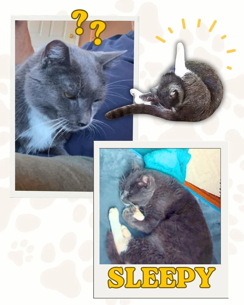 Chester thumbnail 3