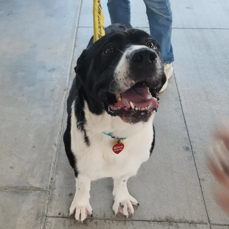 A young large-sized female Black Newfoundland Dog dog named Ethel for adoption in Buford, GA