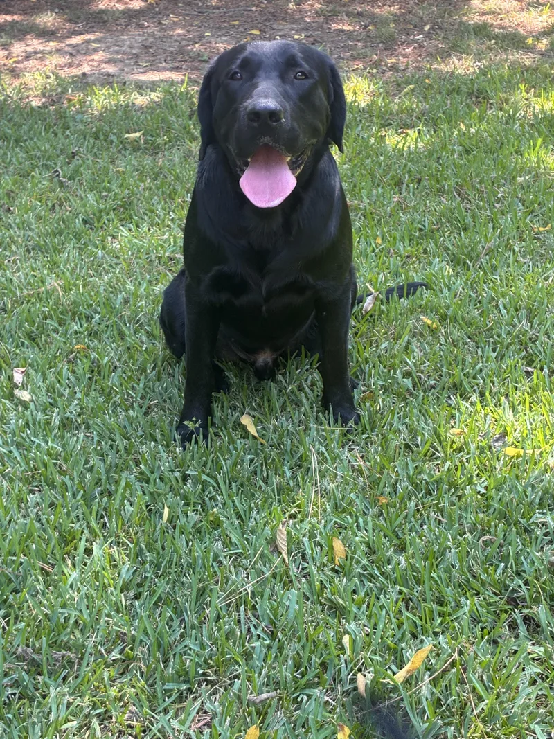 An adult large-sized male Labrador Retriever dog named Griffen for adoption in Warrington, PA
