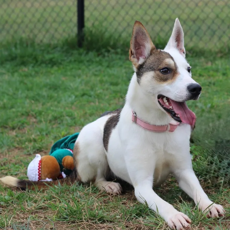 A young medium-sized female White / Cream Shepherd dog named Abby for adoption in Lebanon, TN