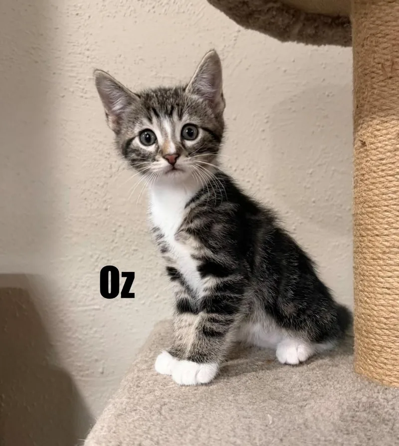 A baby medium-sized male Tabby (Brown / Chocolate) Domestic Short Hair cat named Oz for adoption in Reeseville, WI