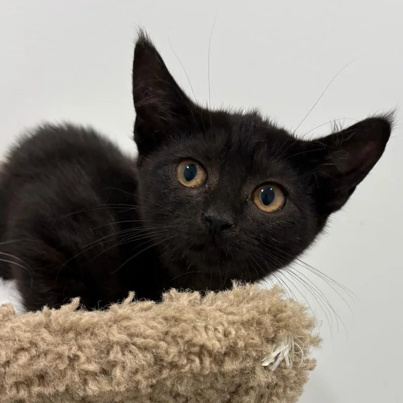 A baby small-sized female Black Domestic Short Hair cat named Penny for adoption in North Branford, CT