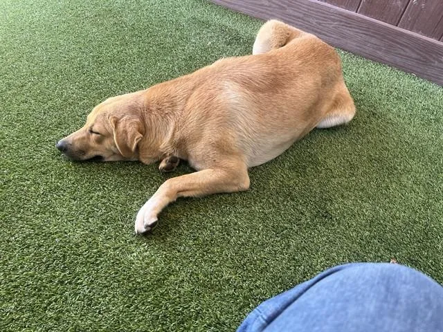 A young large-sized male Labrador Retriever dog named Cedar for adoption in Camarillo, CA