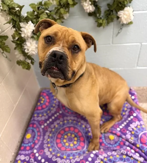 An adult large-sized male American Bulldog dog named Lucky for adoption in Brighton, CO