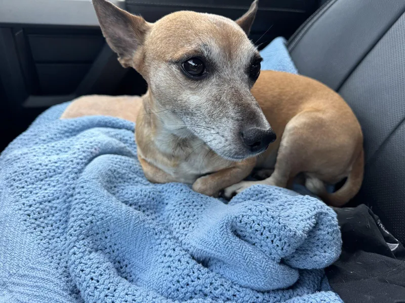 An adult small-sized male Chihuahua dog named George for adoption in Tarrytown, GA