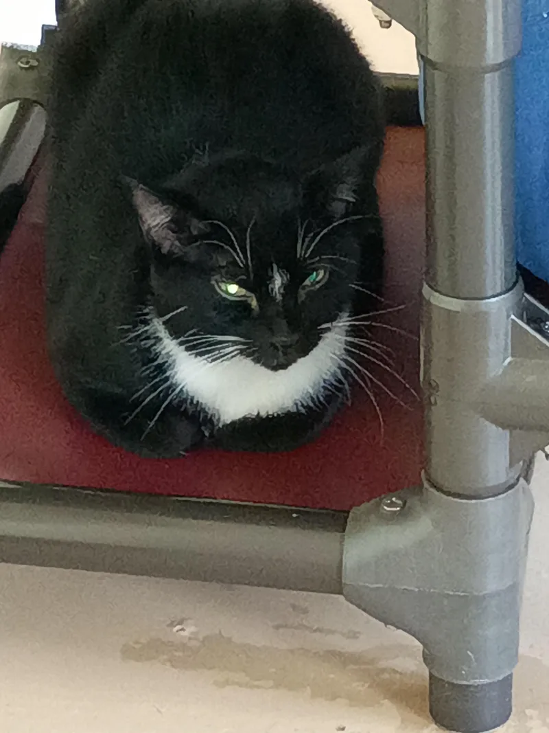 An adult medium-sized female Black & White / Tuxedo Domestic Short Hair cat named Ruth for adoption in New Windsor, NY