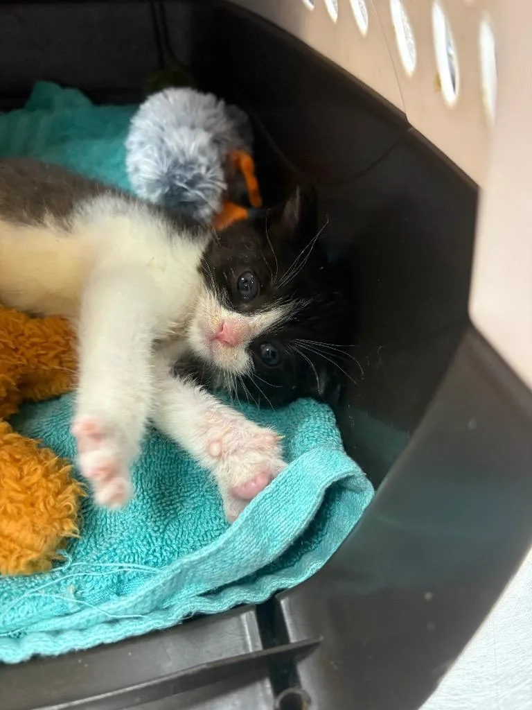 A baby medium-sized female American Shorthair cat named Warren for adoption in Van Wert, OH