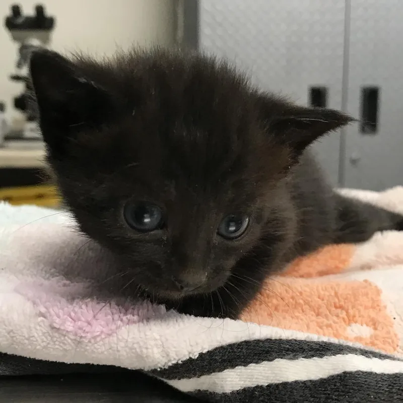 A baby small-sized female Black Domestic Short Hair cat named Jewel for adoption in Newark, NJ