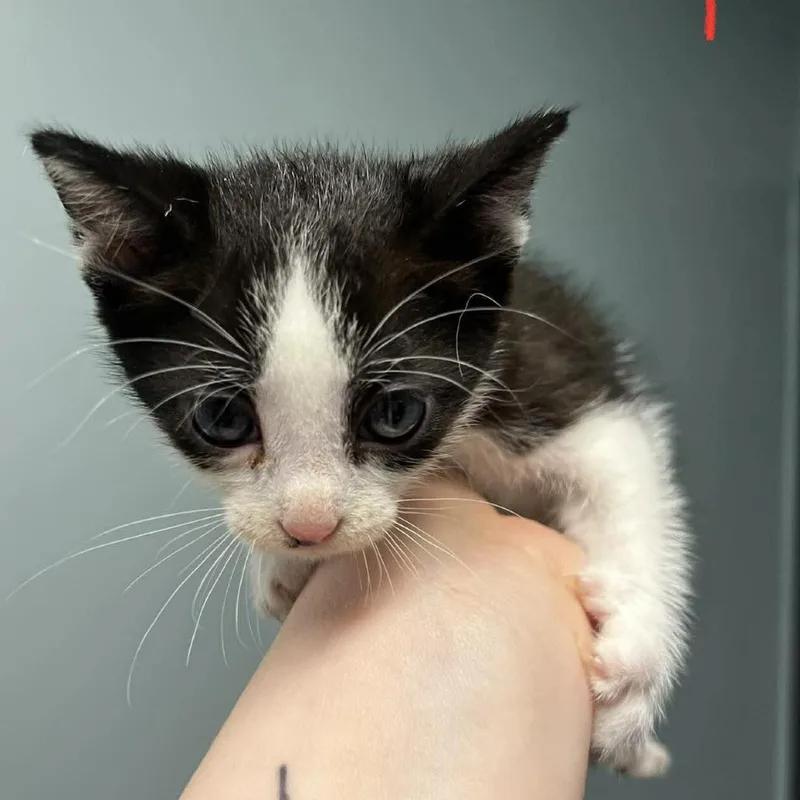 A baby small-sized male Black Domestic Short Hair cat named Thunder for adoption in Edwardsville, IL