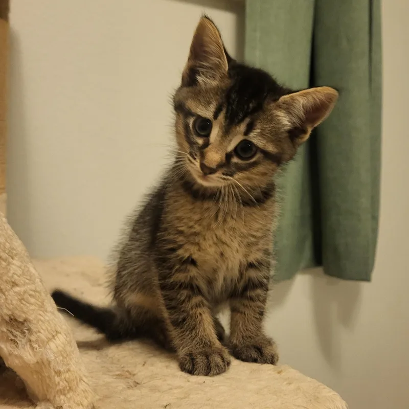 A baby small-sized male Domestic Short Hair cat named Alexander Graham Bell Starkey for adoption in Morrison, CO